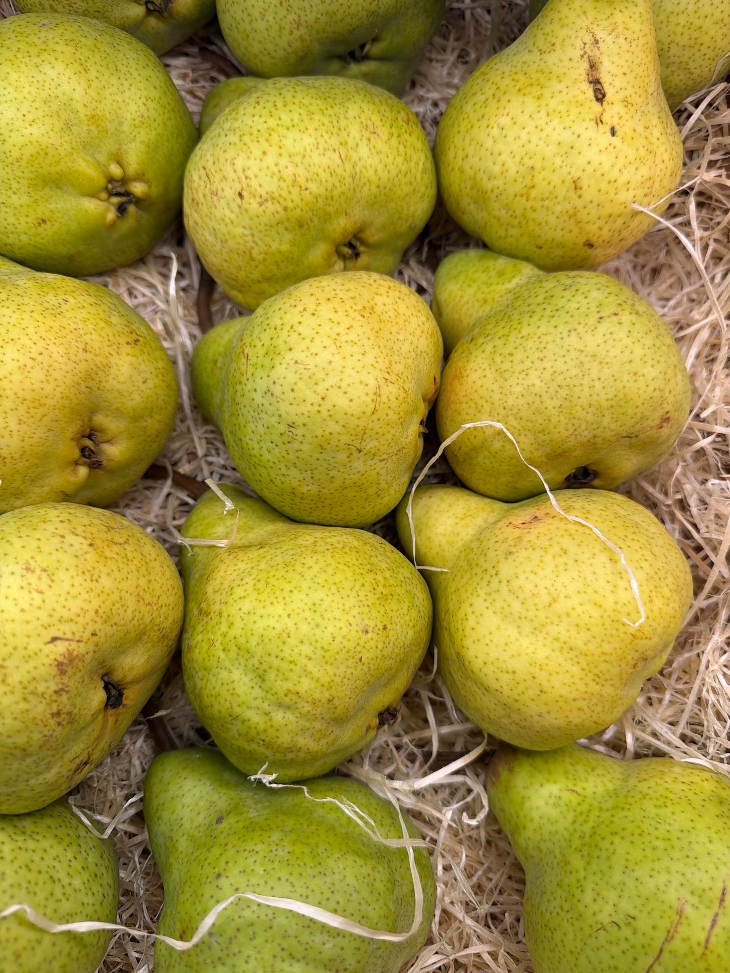 William Pears (500GR)