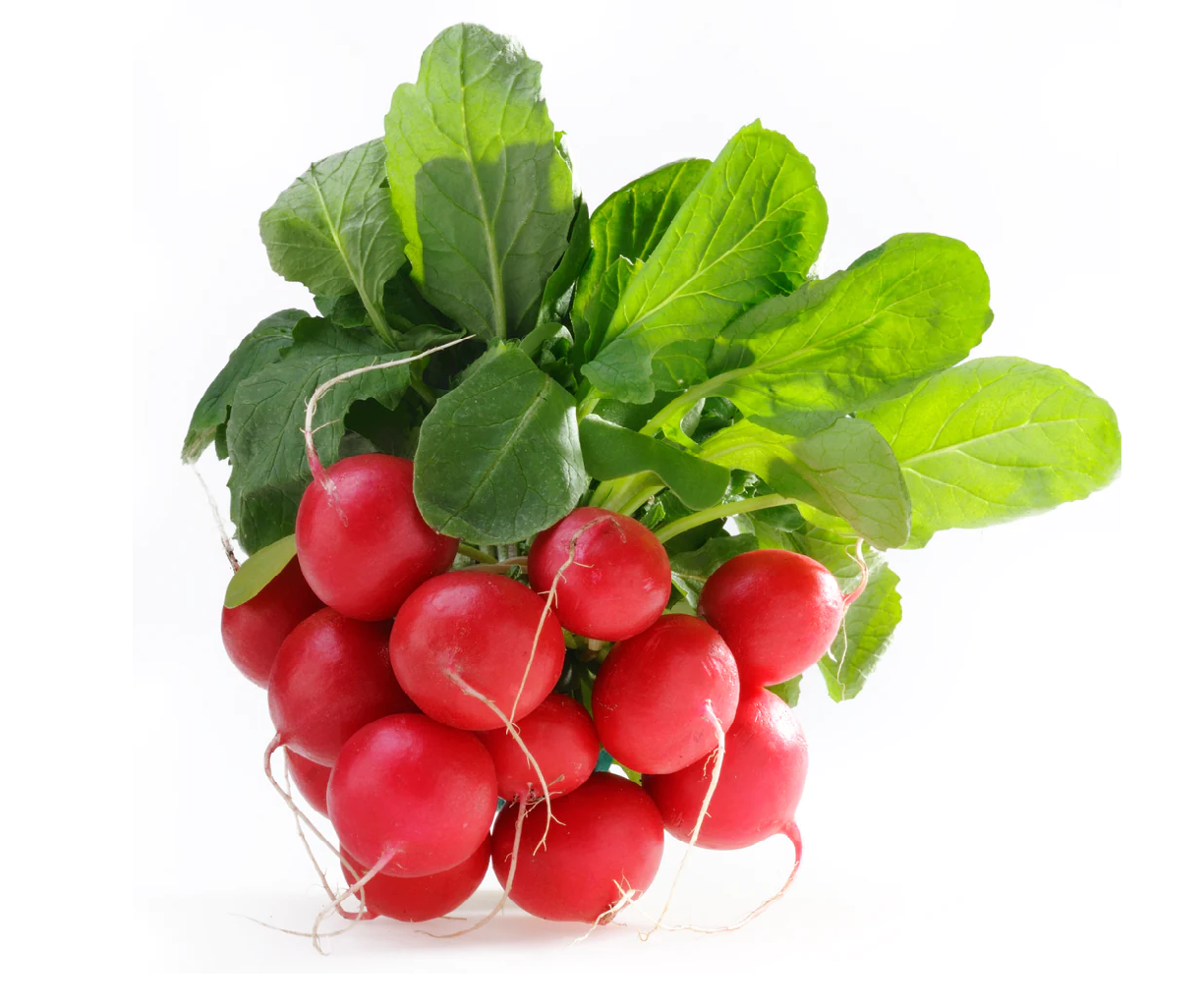 Red Radish (Bunch)