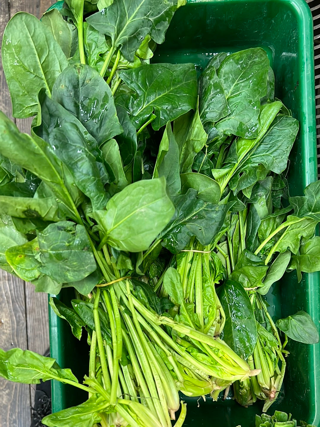 Spinach (Bunch)