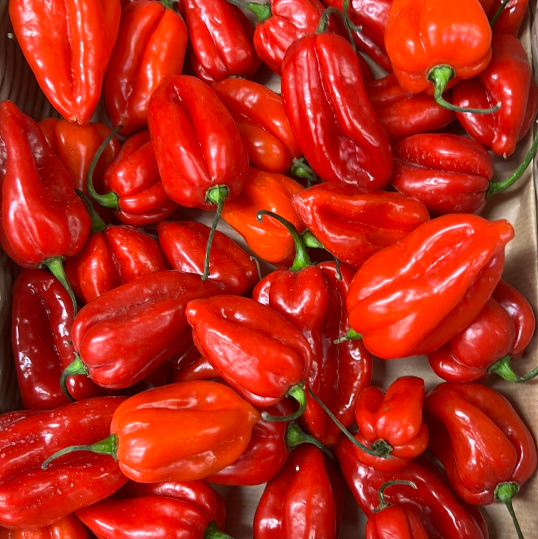 Scotch Bonnet Chillies (250GR)