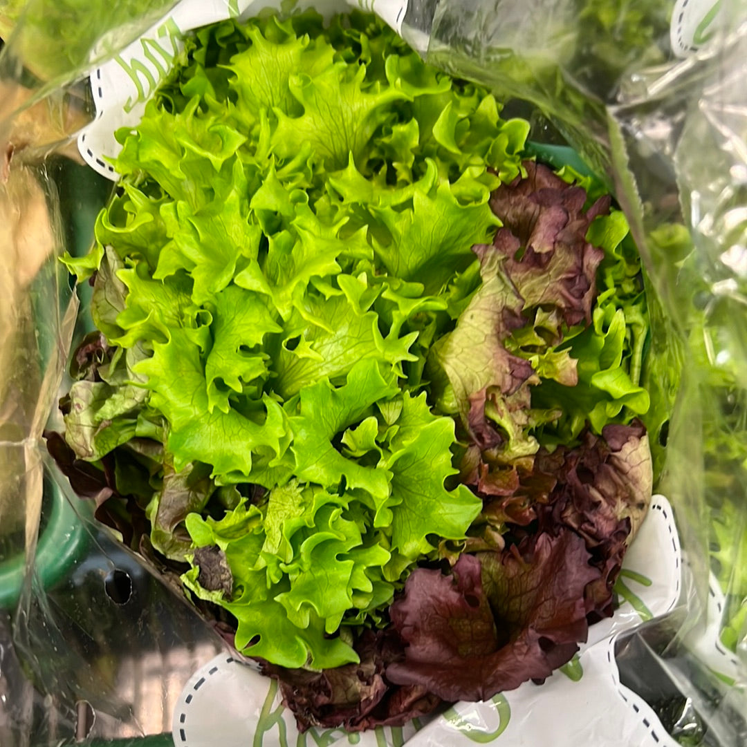 Mix Lettuce Pot (Each)