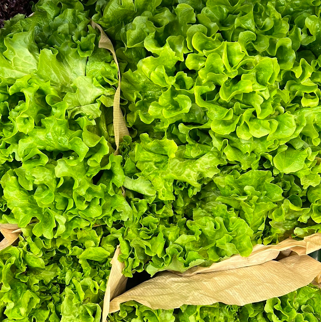 Green Batavia Salad (Each)