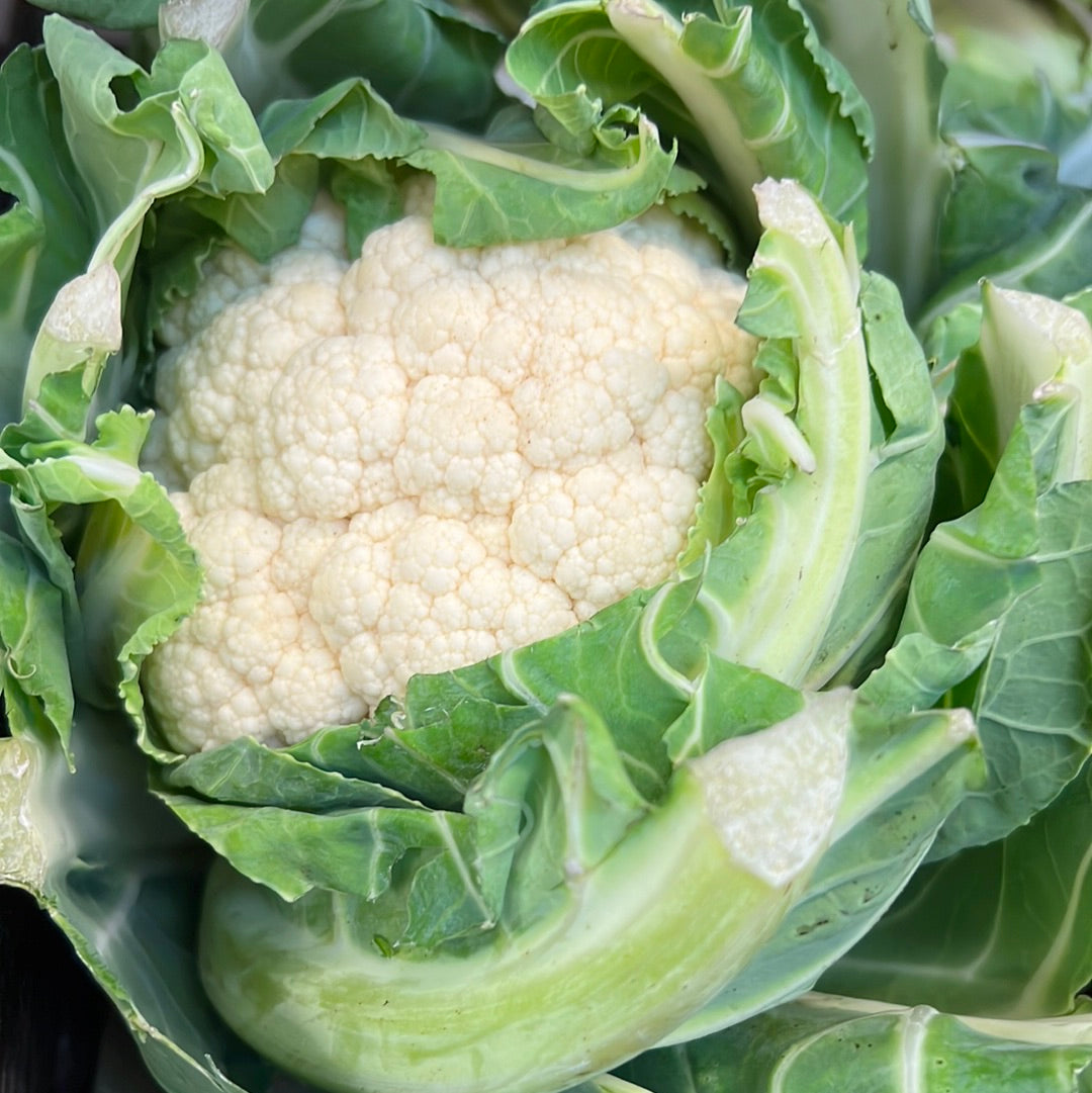 Organic Cauliflower (Each)