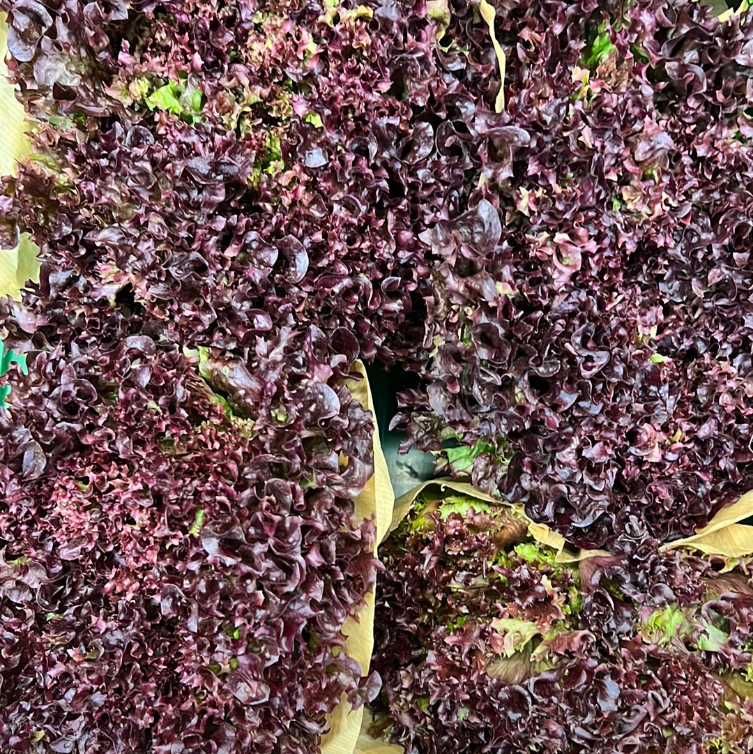 Red Batavia Salad (Each)
