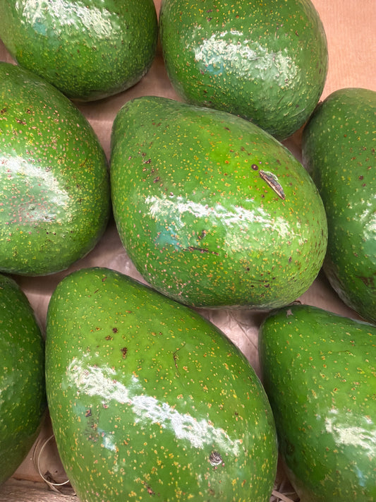 Green Avocado (Each)