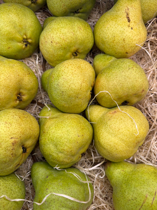William Pears (500GR)