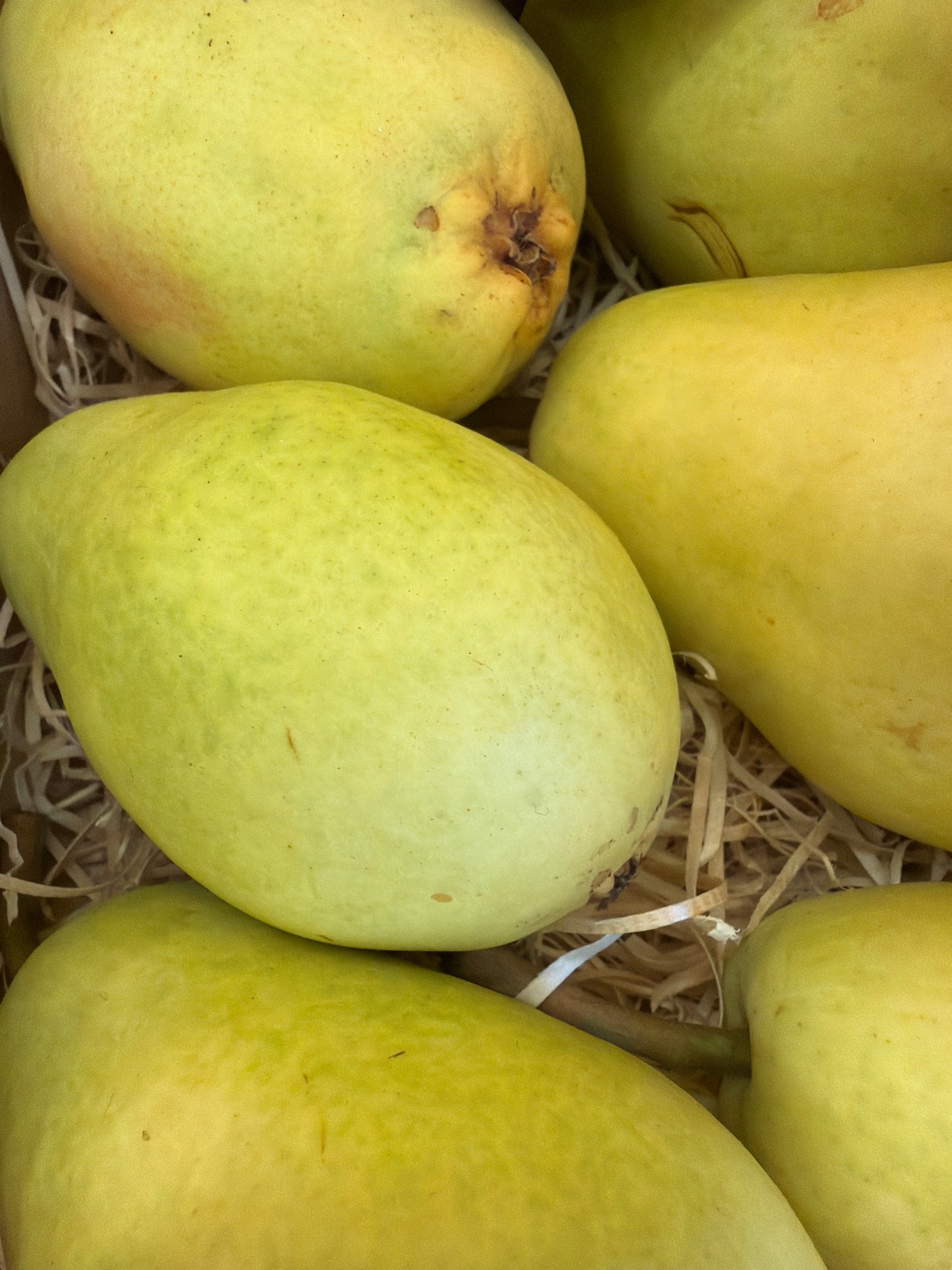 Turkish Pear (500GR)
