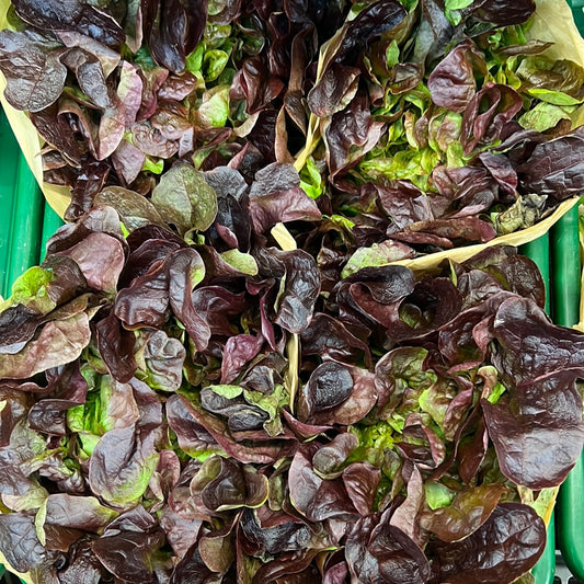 Red Oak Leaf Salad (Each)