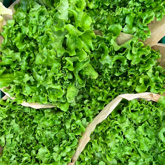 Organic Green Batavia Salad (Each)