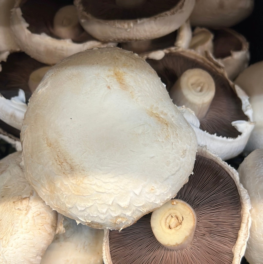 Flat Mushroom (500GR)